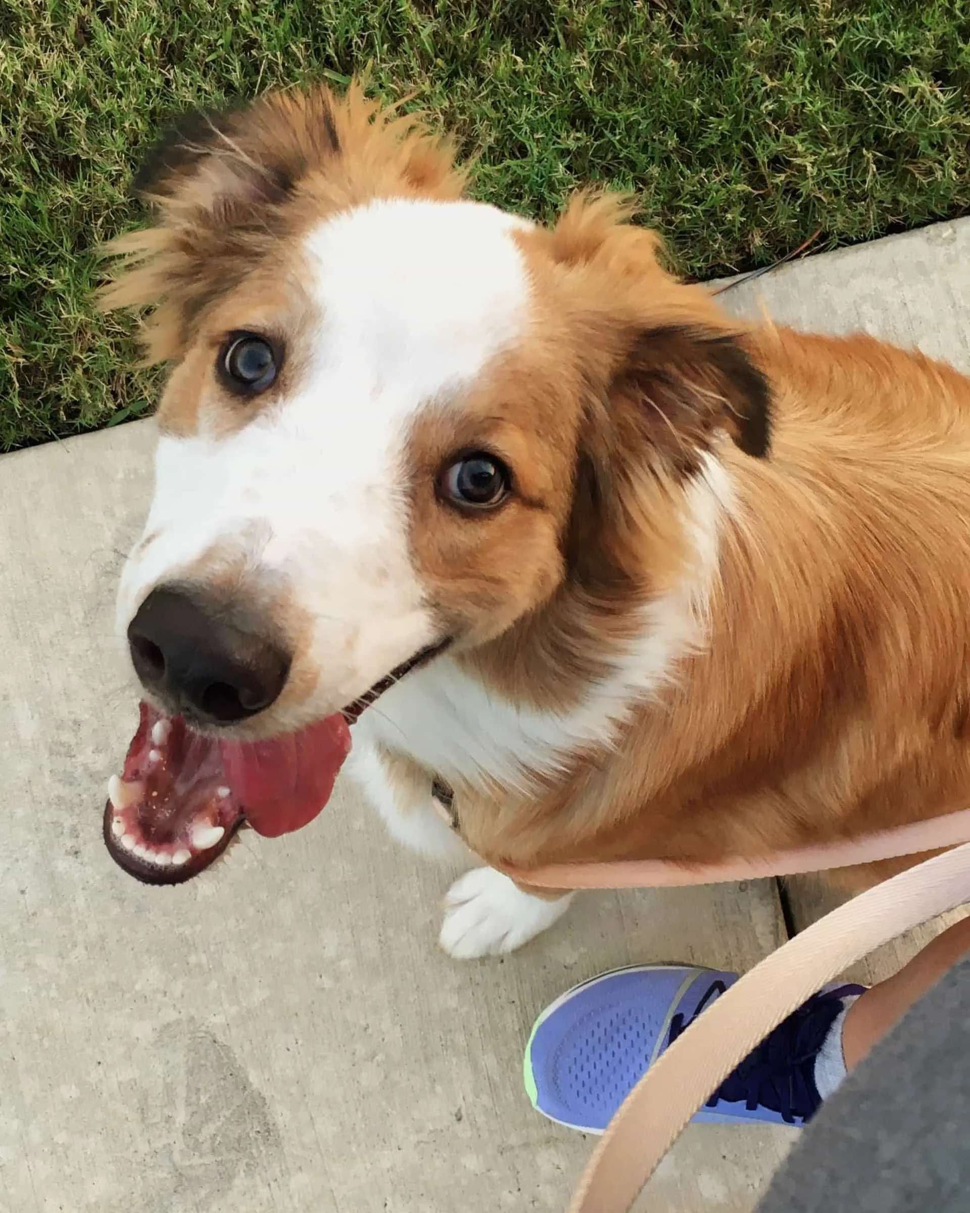 A photo of a young dog with brown and white fur and brown eyes, grinning up at the camera with his tounge hanging out the side of his mouth.
